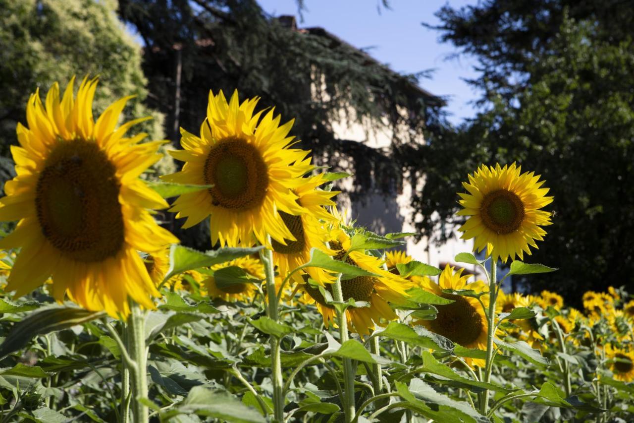 Agriturismo La Topaia Borgo San Lorenzo Eksteriør billede