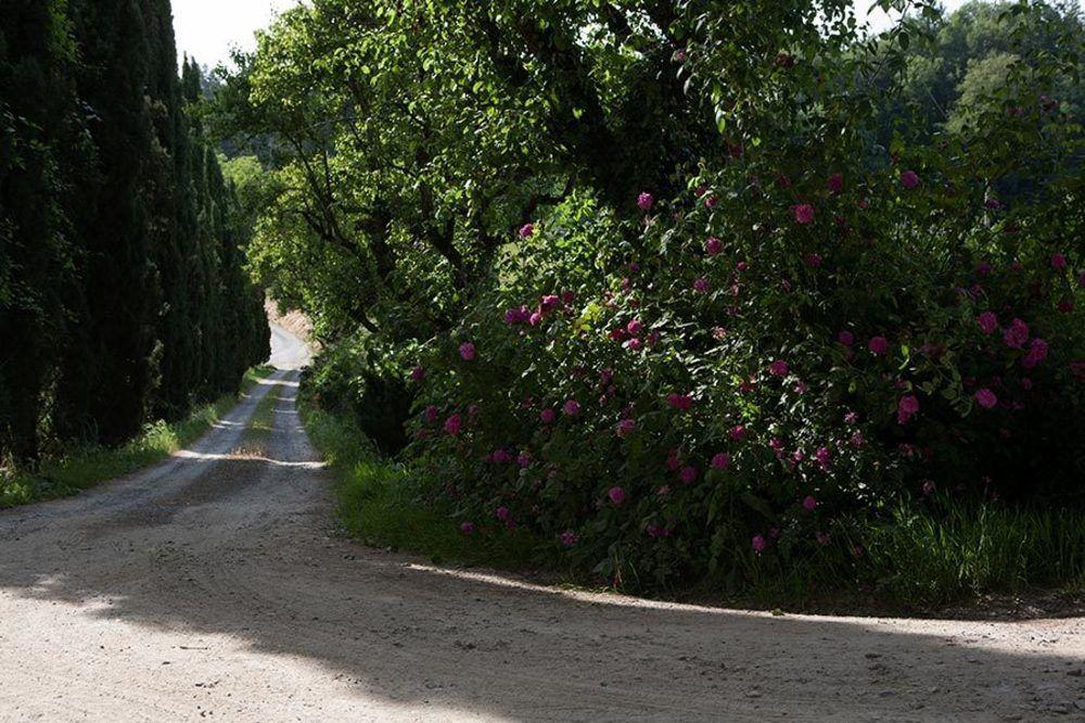 Agriturismo La Topaia Borgo San Lorenzo Eksteriør billede